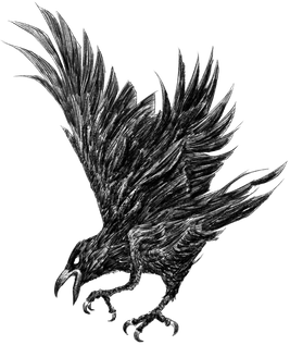 Hedra Jackdaw